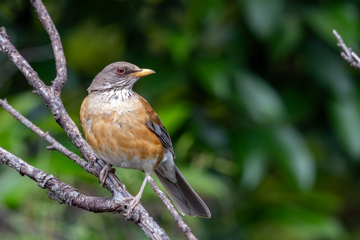 Rufous-backed Robin (Rufous-backed) - ML638619815