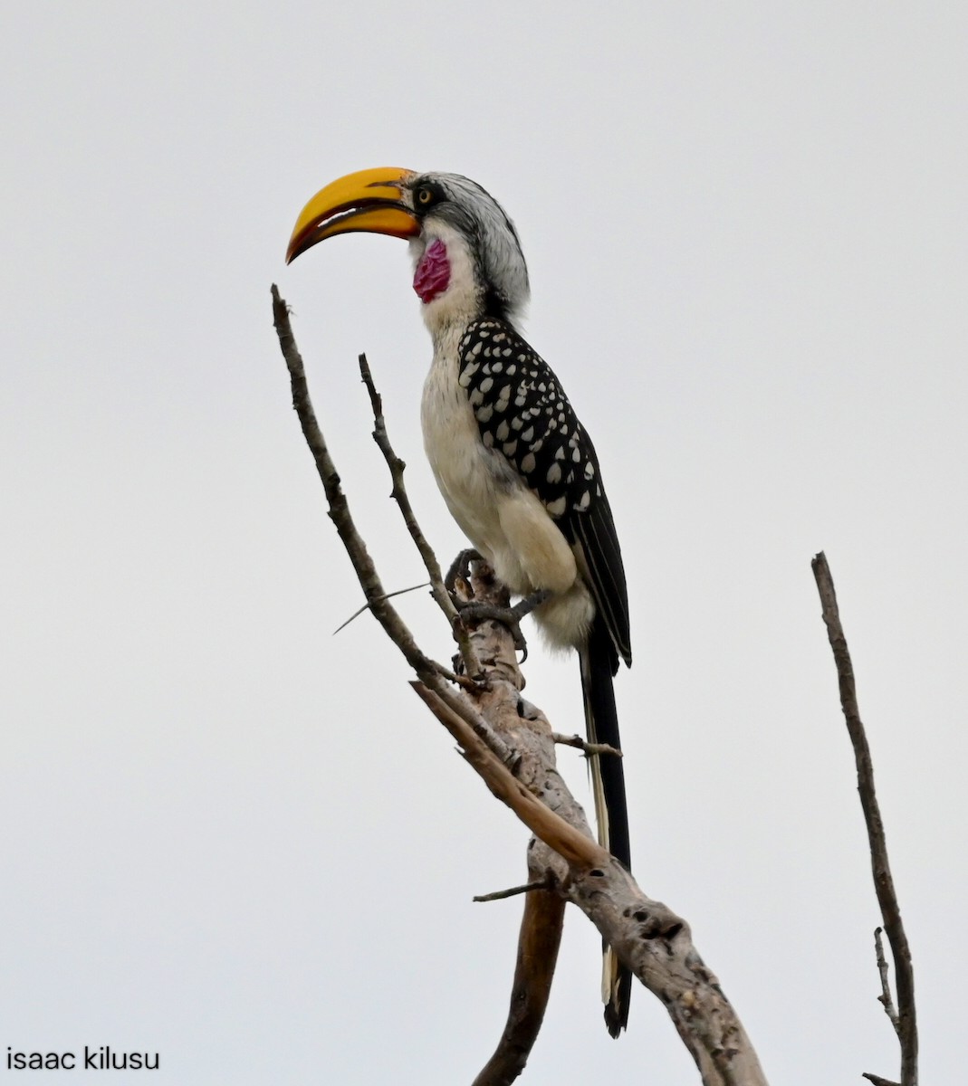 Eastern Yellow-billed Hornbill - ML638619822