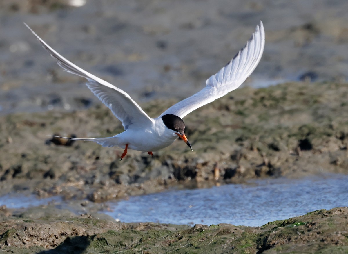 Forster's Tern - ML638619845