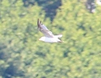 Ring-billed Gull - ML638619846