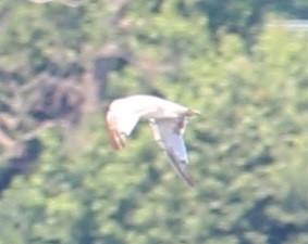 Ring-billed Gull - ML638619847
