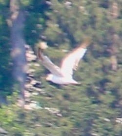 Ring-billed Gull - ML638619848