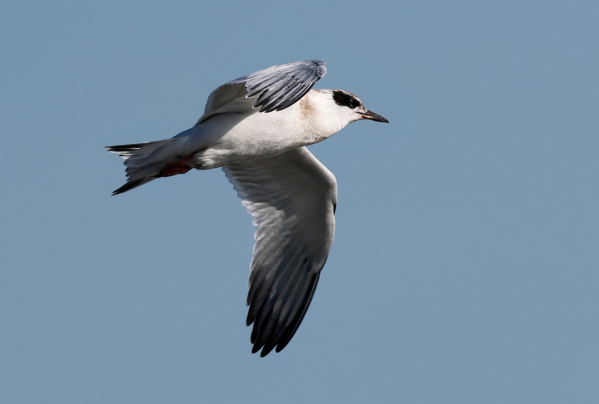 Forster's Tern - ML638619849