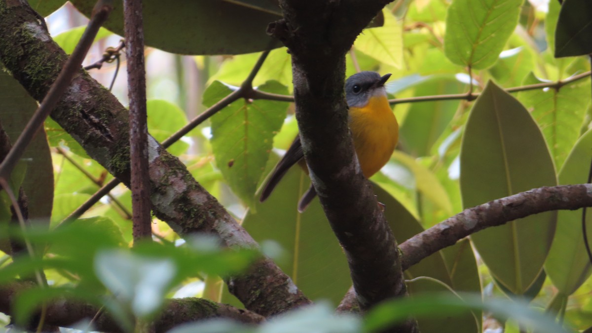 Eastern Yellow Robin - ML638619850