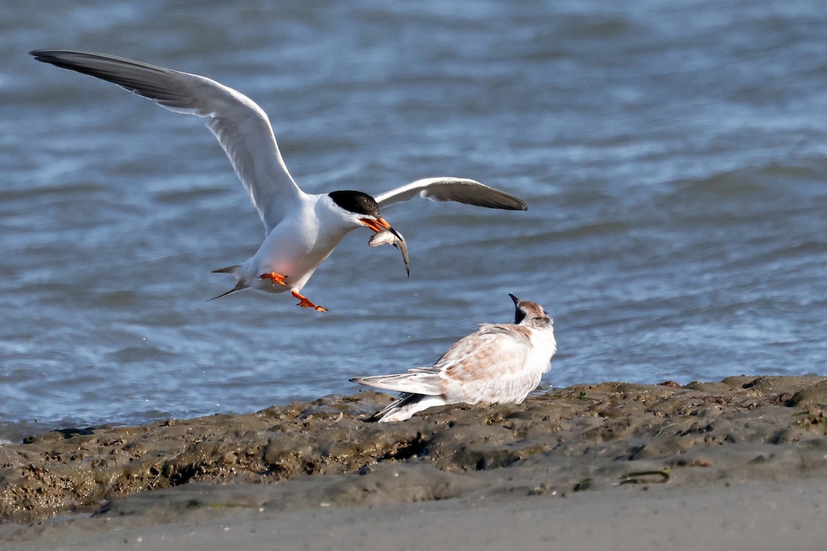 Forster's Tern - ML638619851