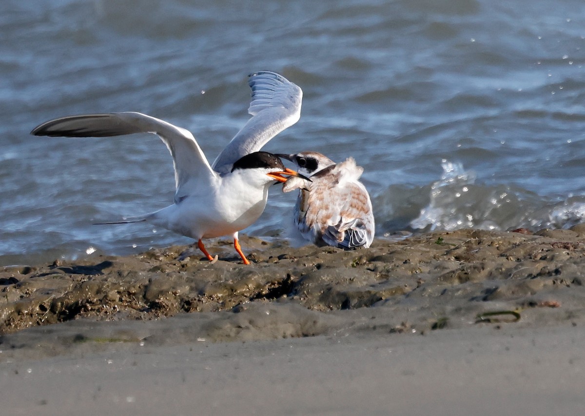 Forster's Tern - ML638619853