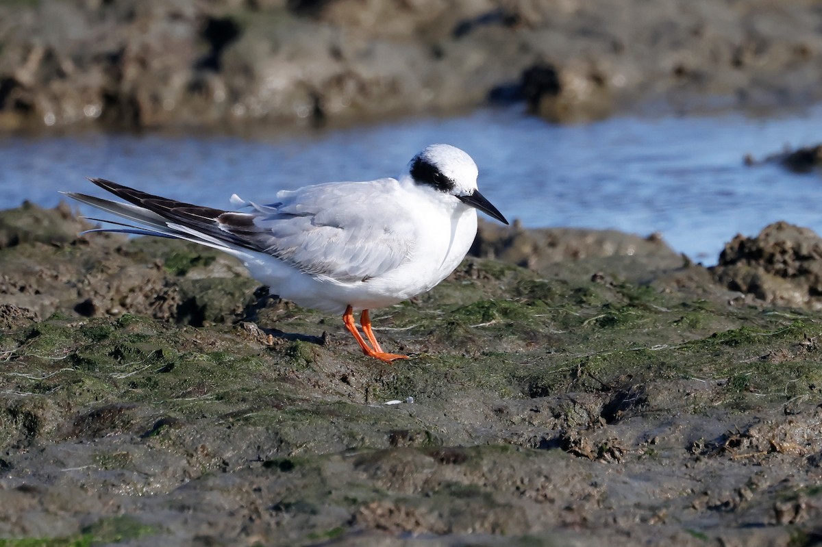 Forster's Tern - ML638619855