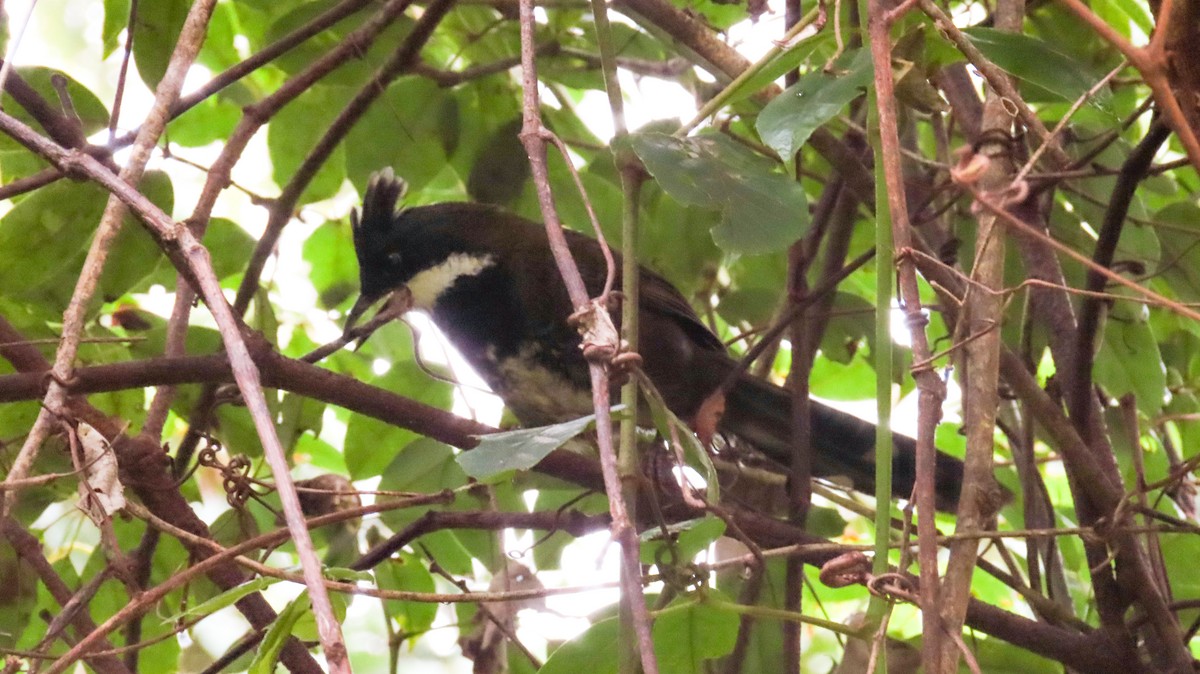 Eastern Whipbird - ML638619857