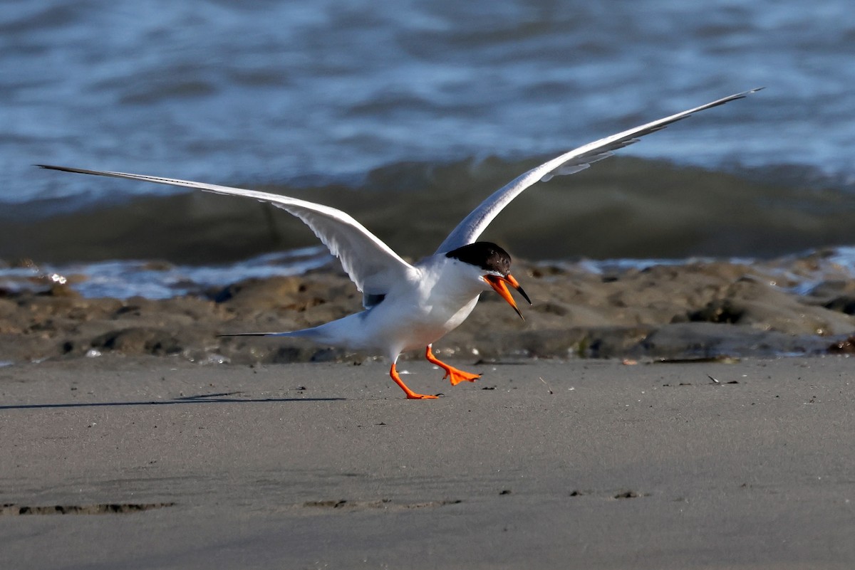 Forster's Tern - ML638619859
