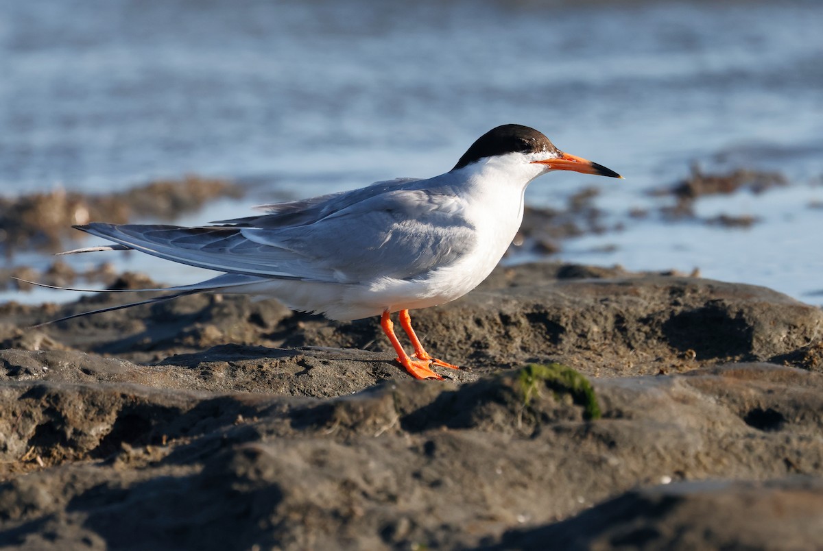Forster's Tern - ML638619860