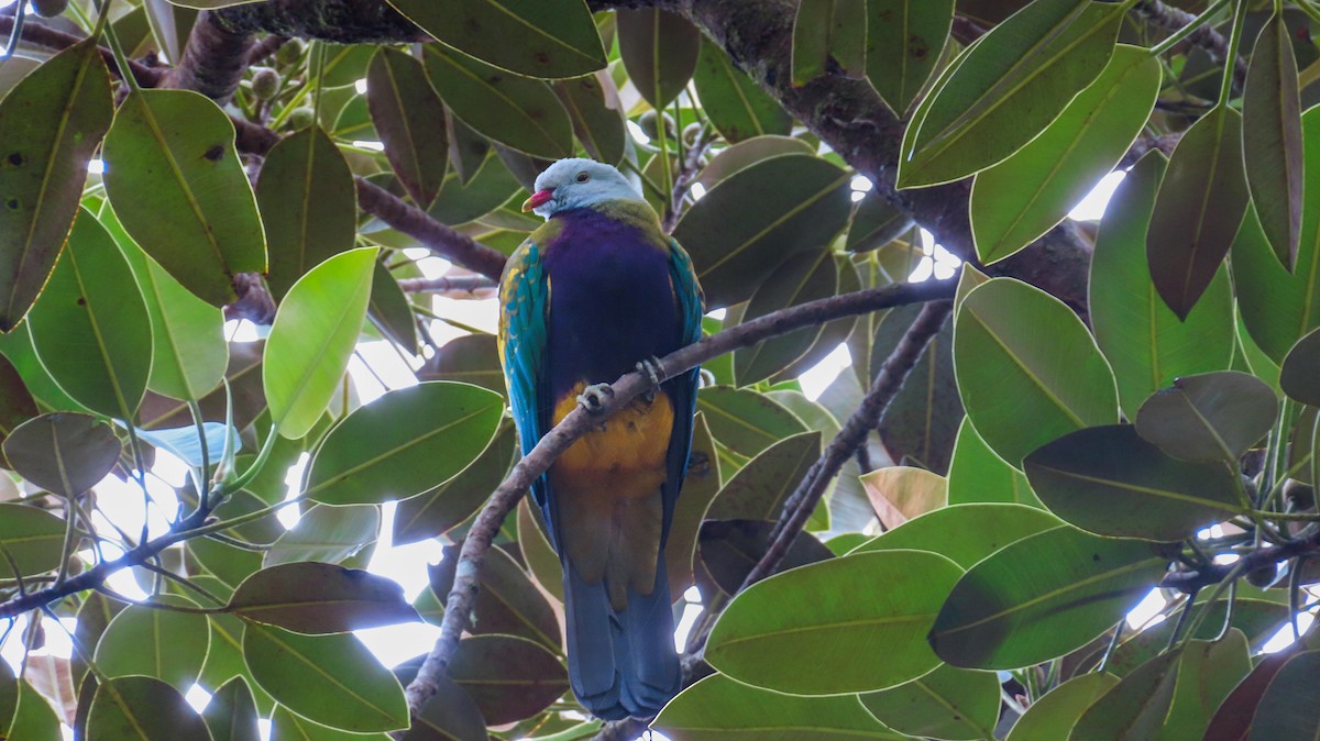 Wompoo Fruit-Dove - ML638619861