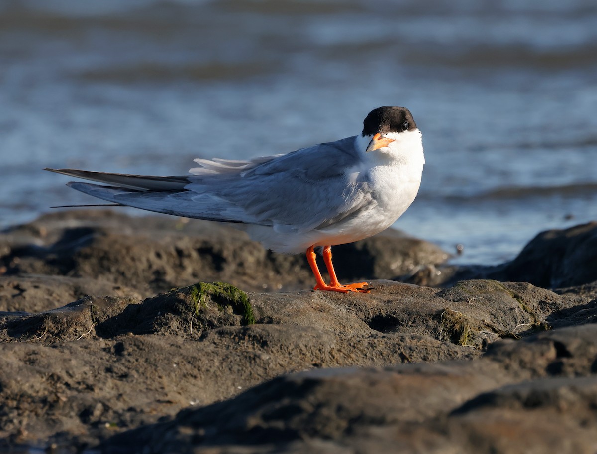 Forster's Tern - ML638619864