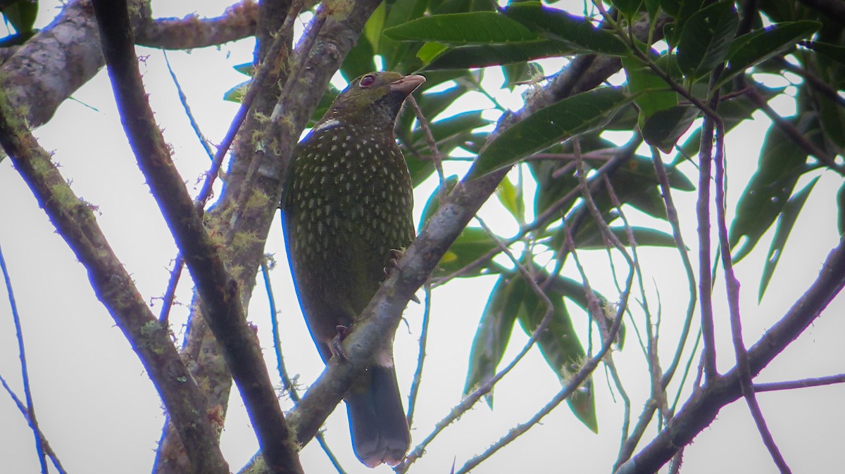 Green Catbird - ML638619866