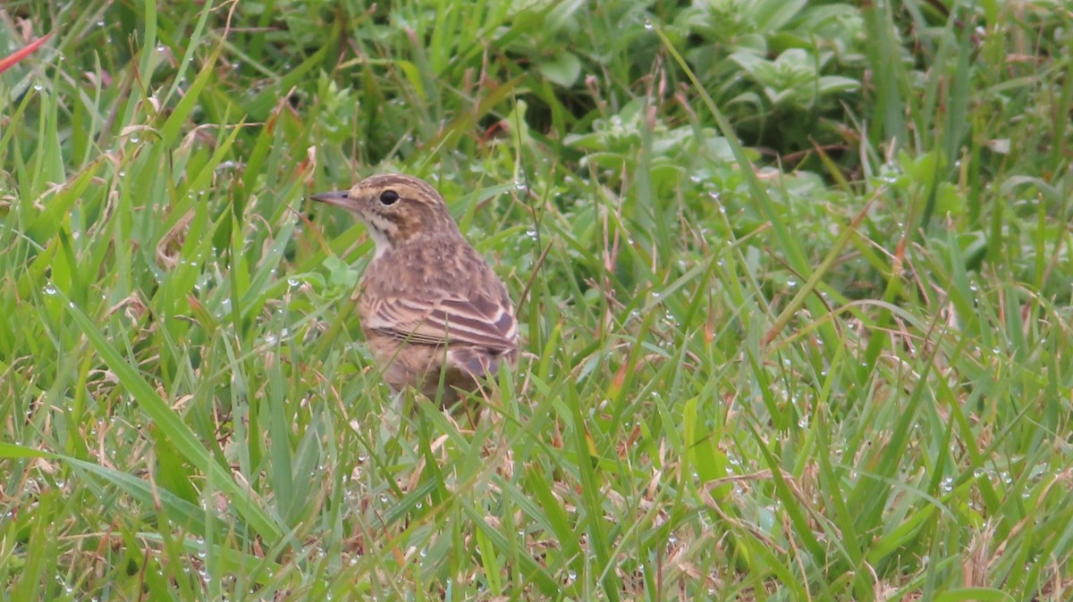 Australian Pipit - ML638619888