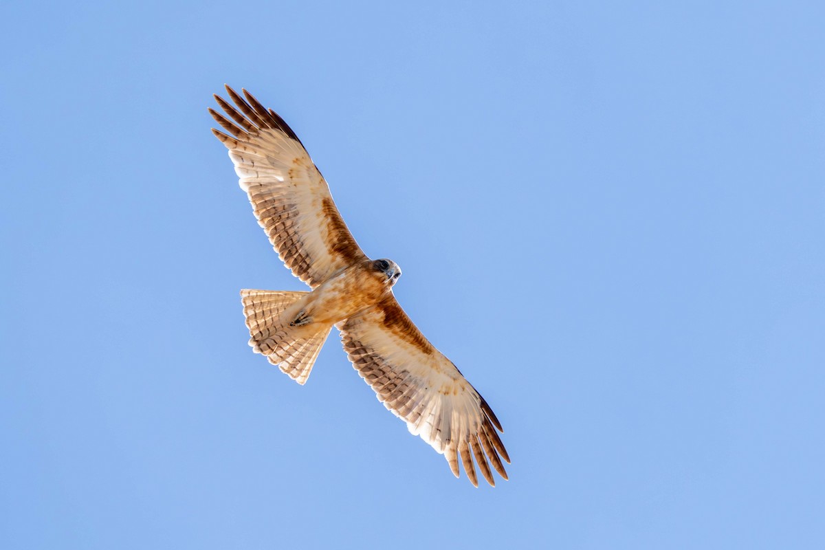 Little Eagle - ML638619911