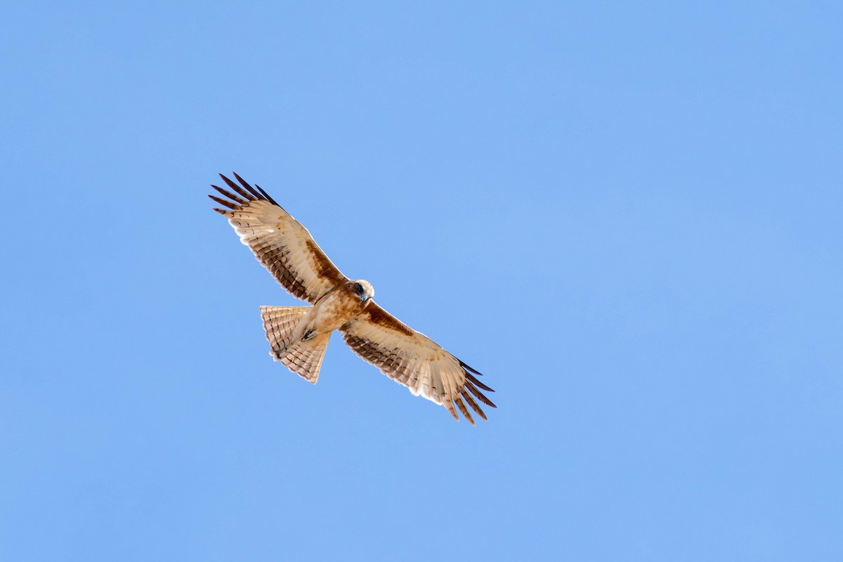 Little Eagle - ML638619913