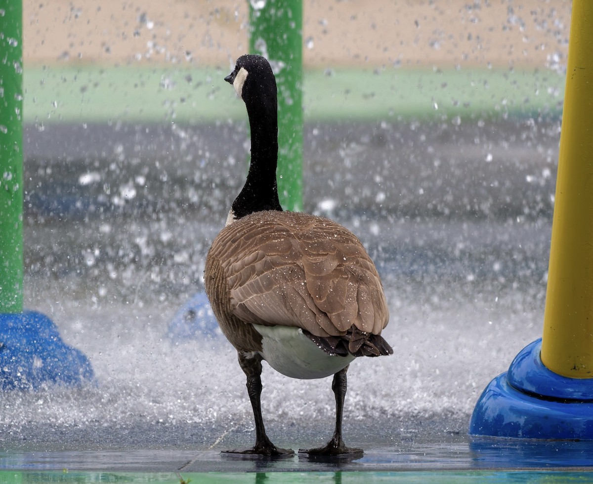 Canada Goose - ML638619923