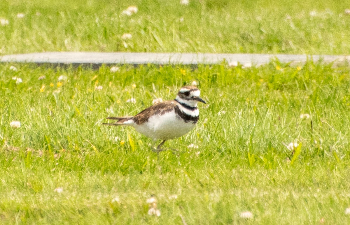 Killdeer - ML638619925