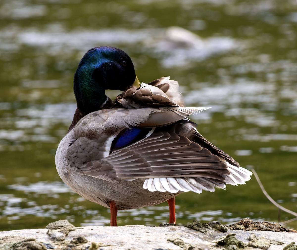 Mallard - ML638619939
