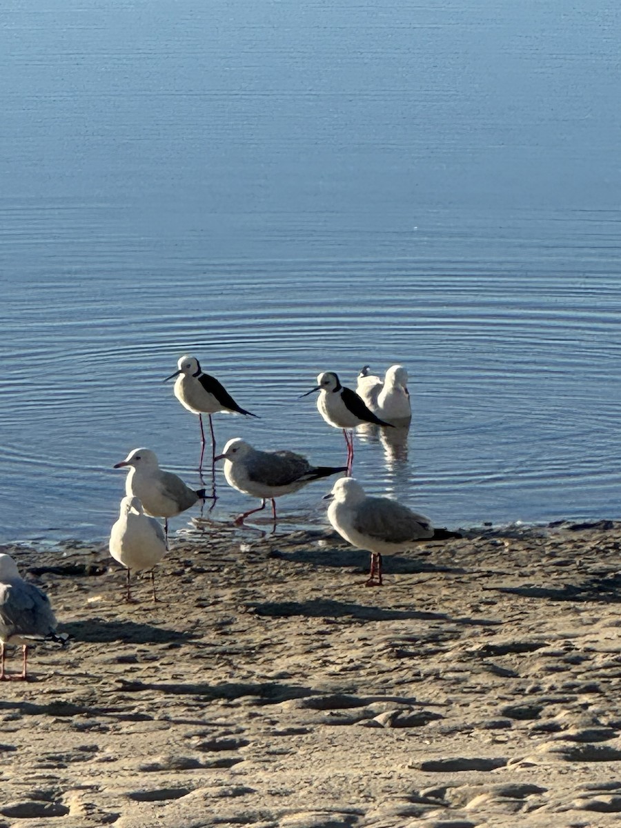 Pied Stilt - ML638619940