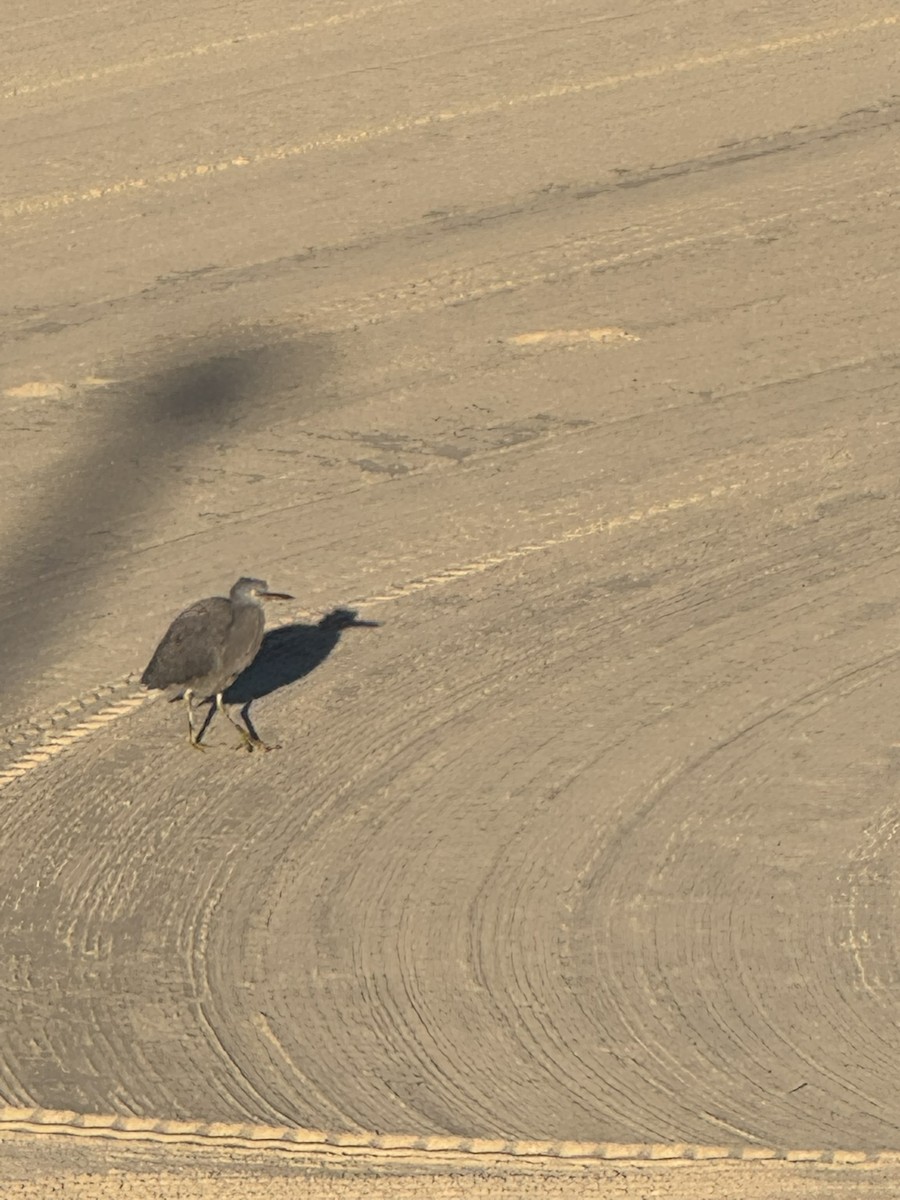 Pacific Reef-Heron - ML638619944