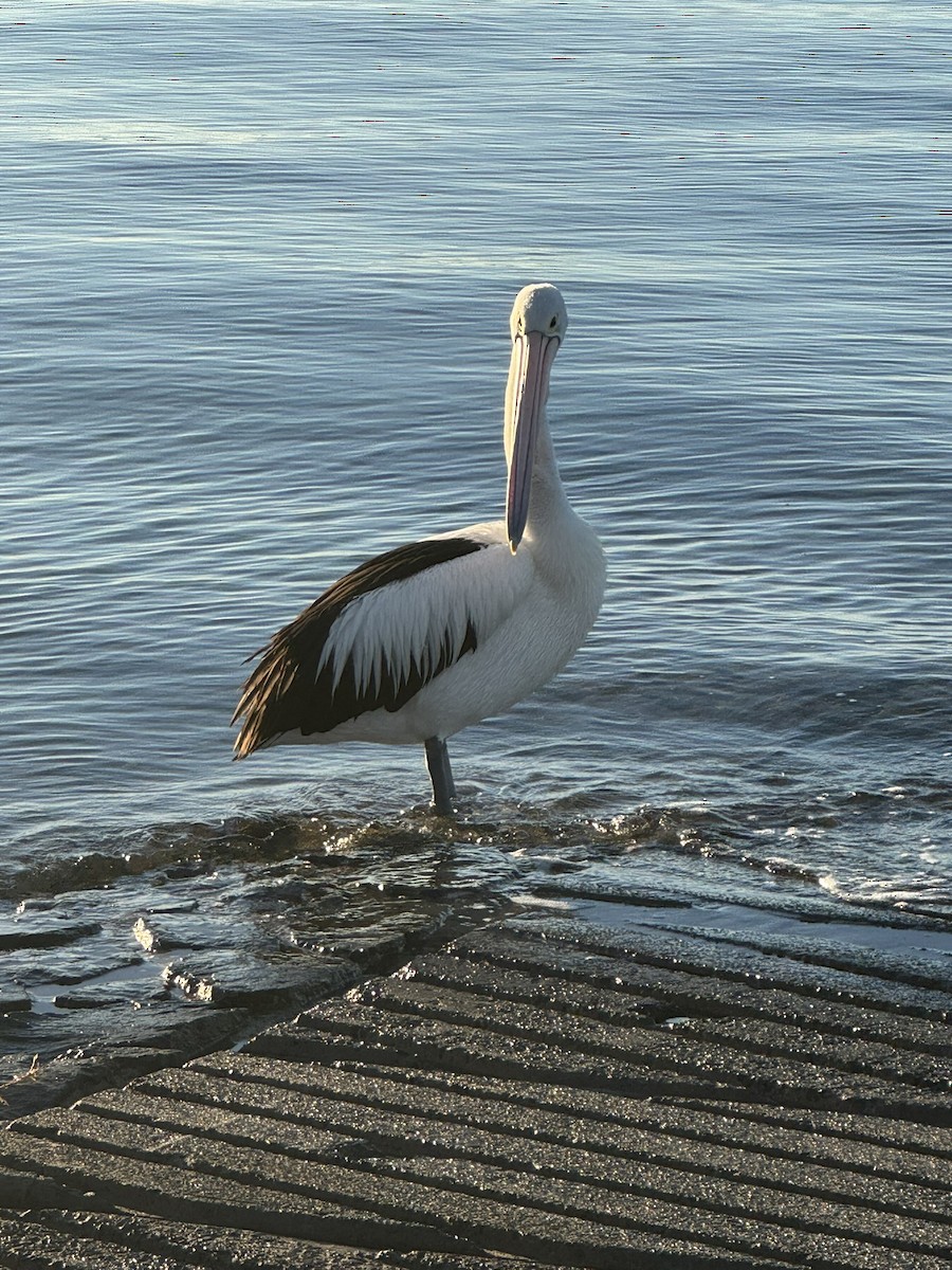 Australian Pelican - ML638619947