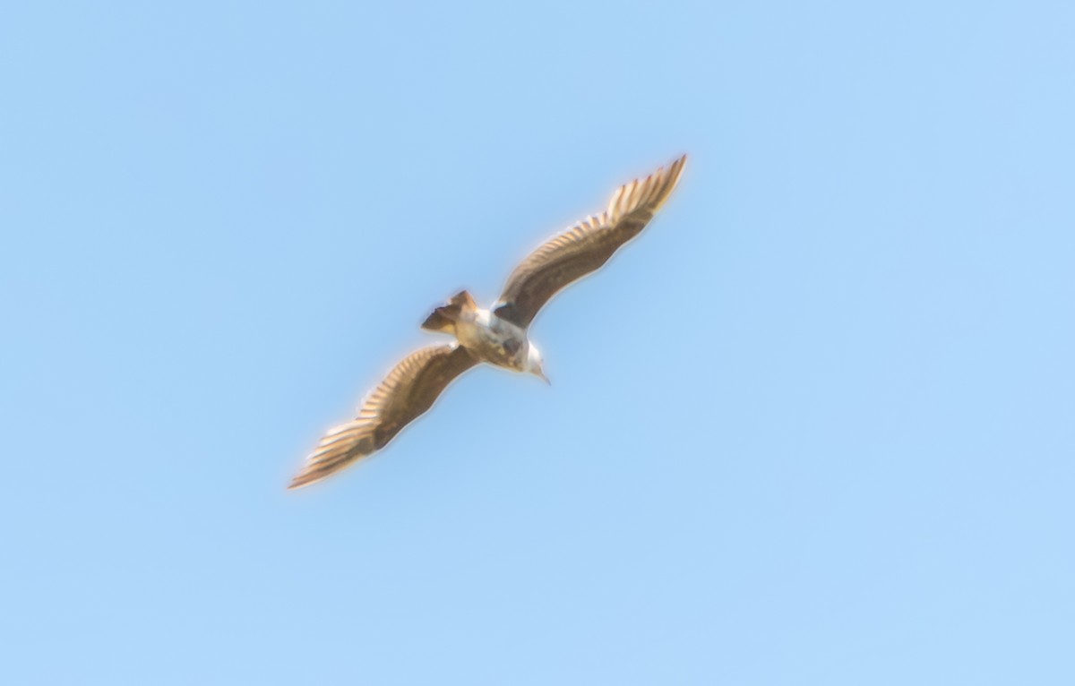 gull sp. - ML638619970