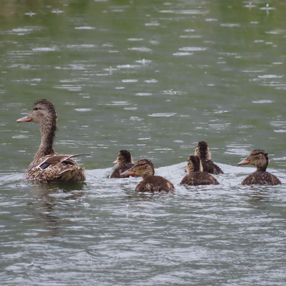 Mallard - ML638619979