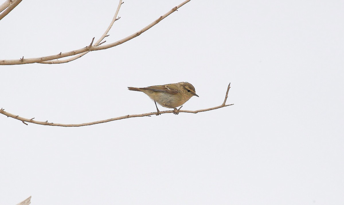 Hume's Warbler - ML638619994