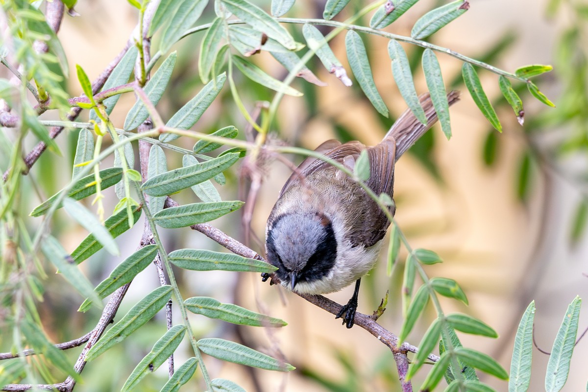 Bushtit (melanotis Group) - ML638620028