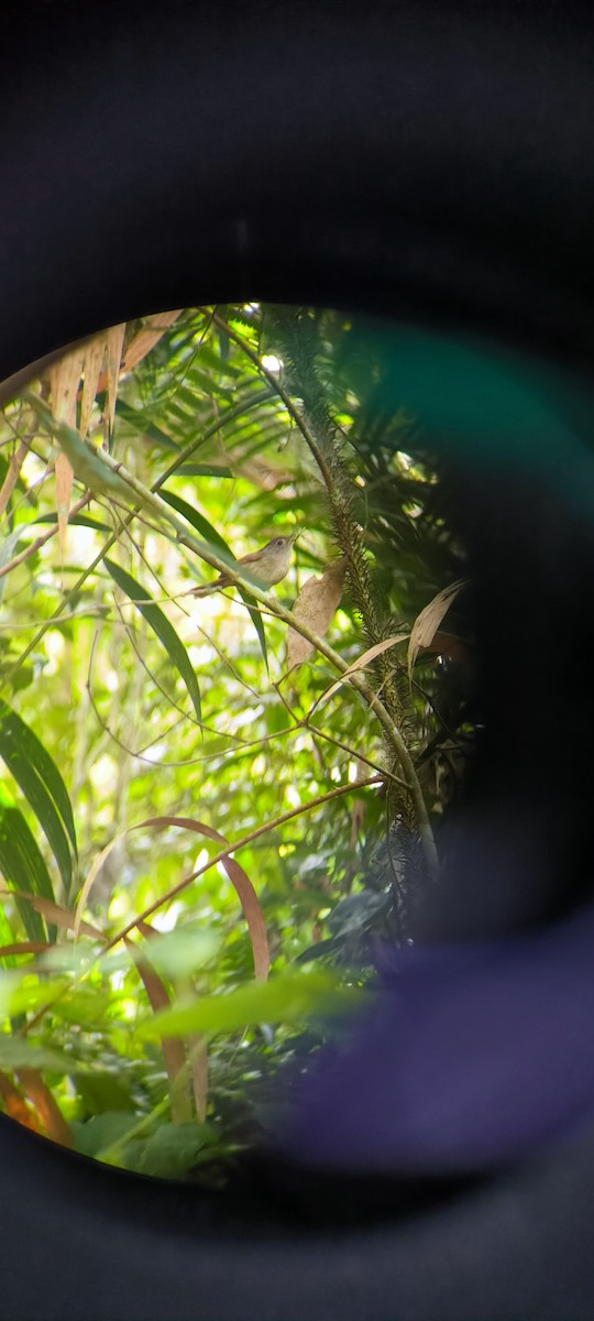 Mountain Fulvetta - ML638620031