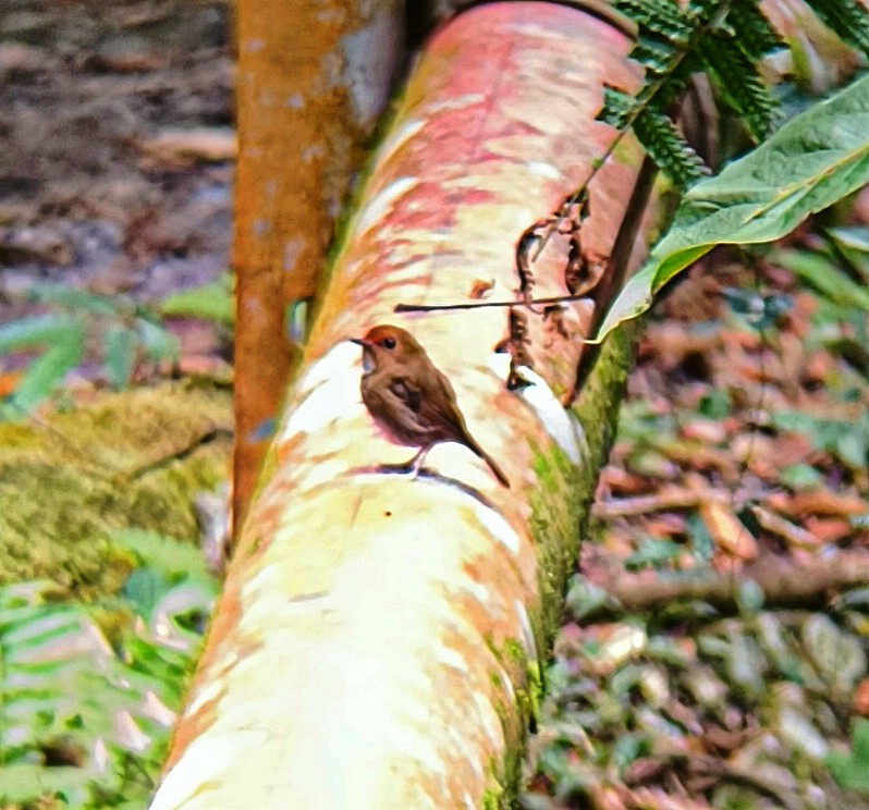Rufous-browed Flycatcher - ML638620034