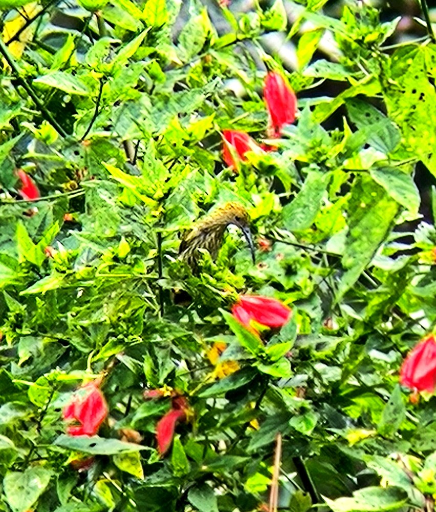 Streaked Spiderhunter - ML638620036