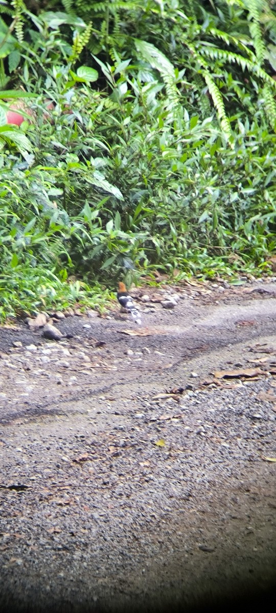 Chestnut-naped Forktail - ML638620045
