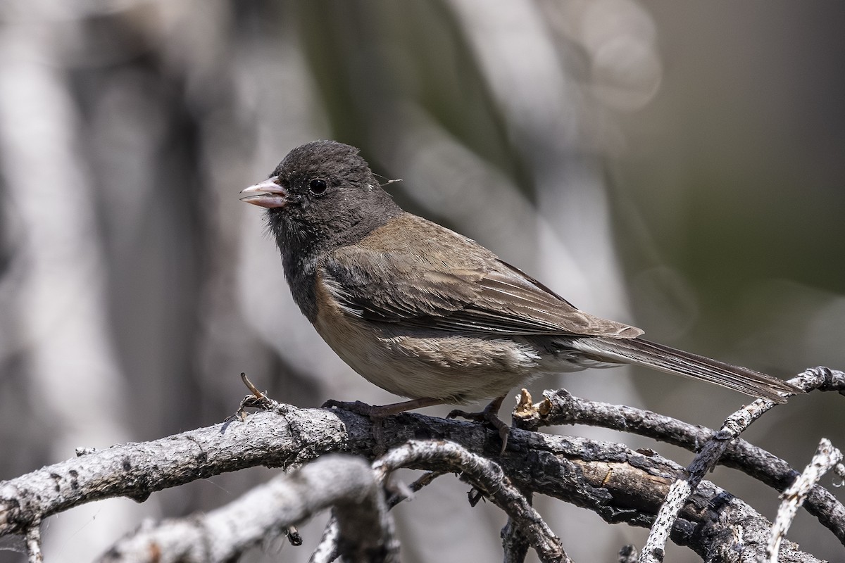 Dark-eyed Junco (Oregon) - ML638620046