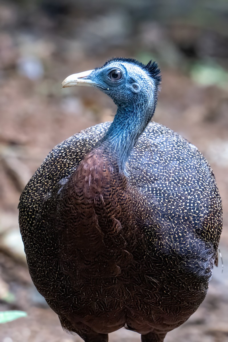 Argus géant - ML638620058