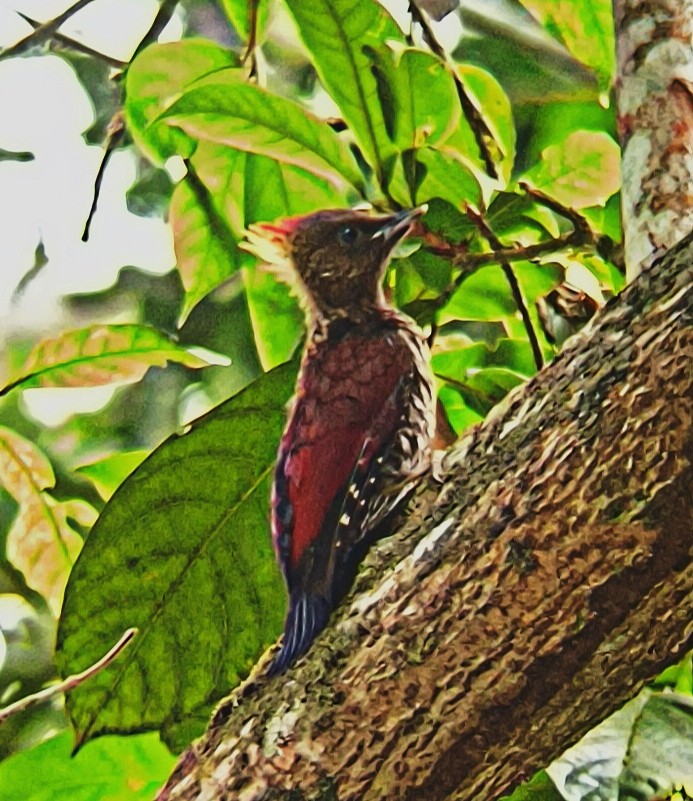 Banded Woodpecker - ML638620067