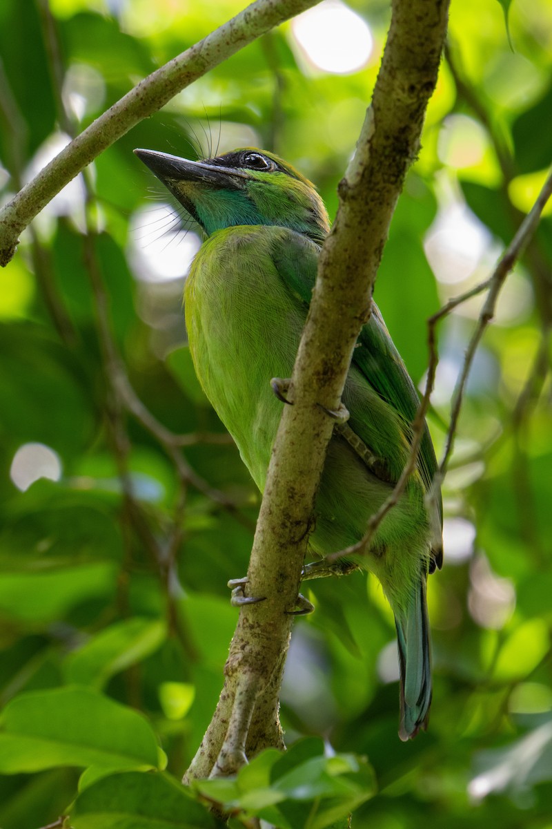 Barbudo Coronigualdo - ML638620084