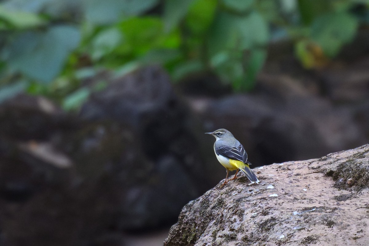 Gray Wagtail - ML638620097