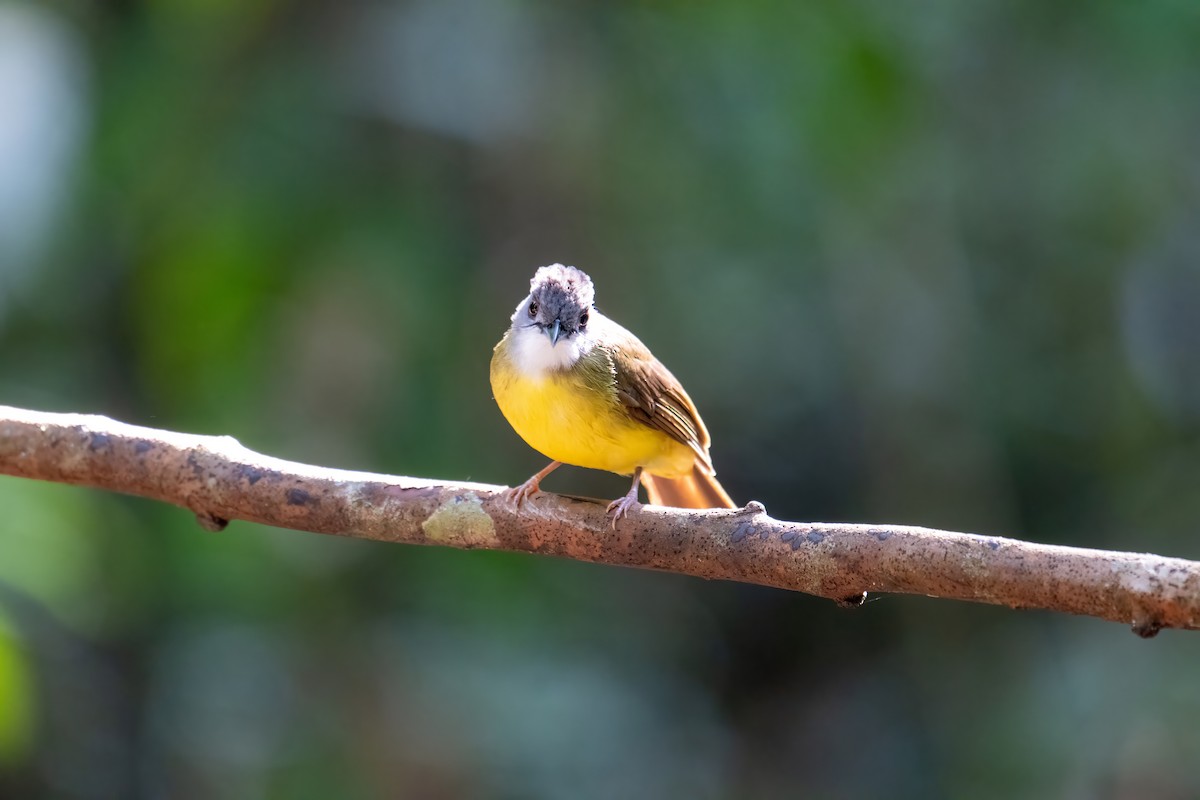 Yellow-bellied Bulbul - ML638620107