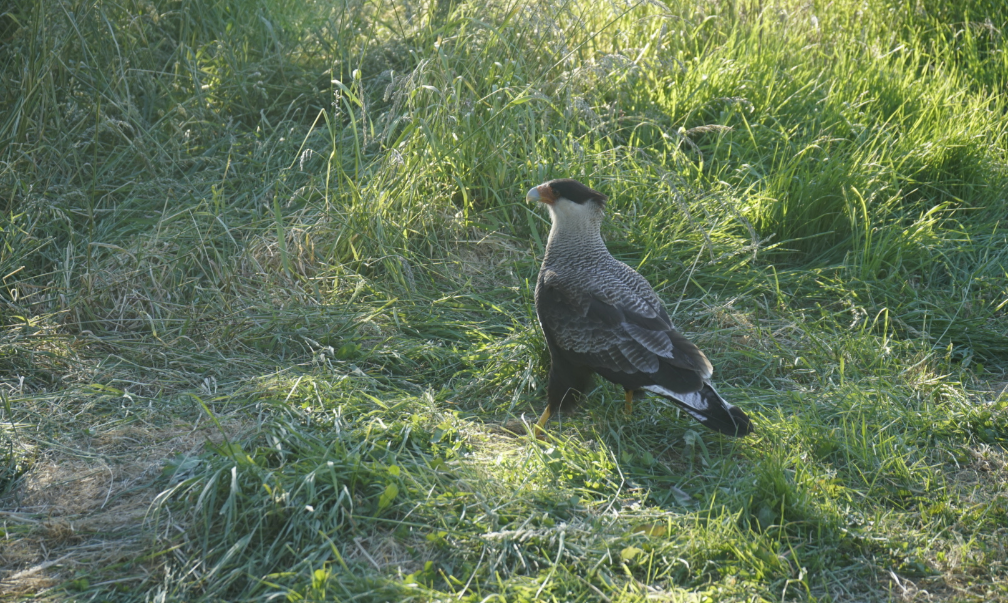 Crested Caracara - ML638620130