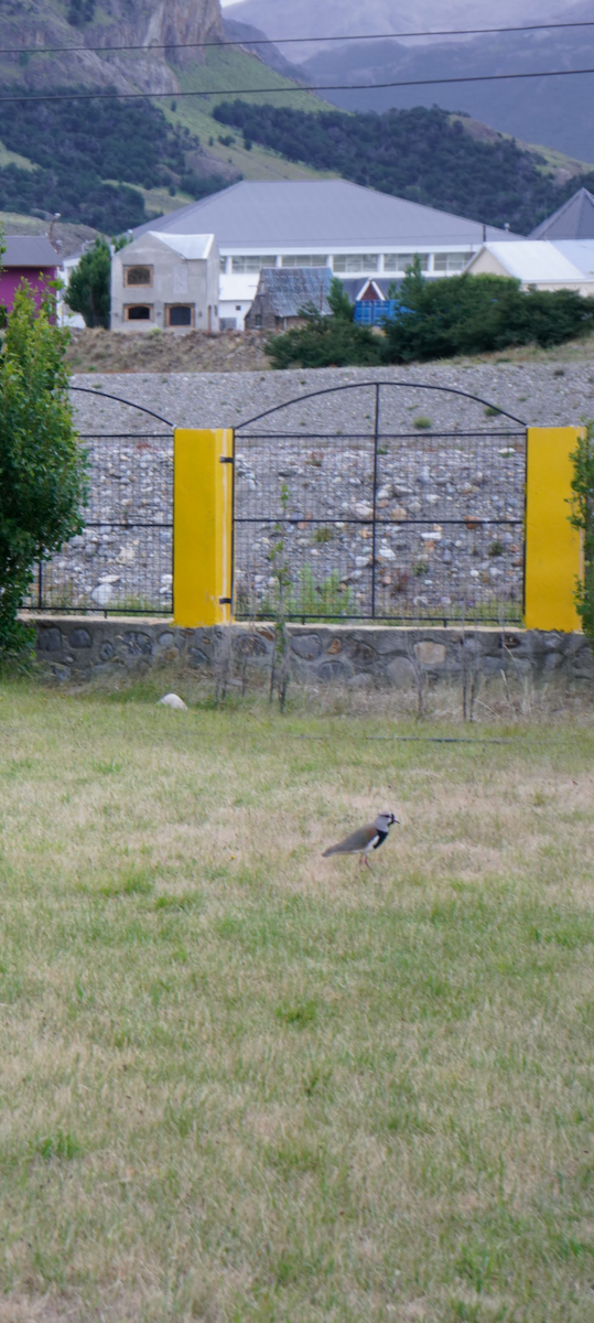 Southern Lapwing - ML638620132
