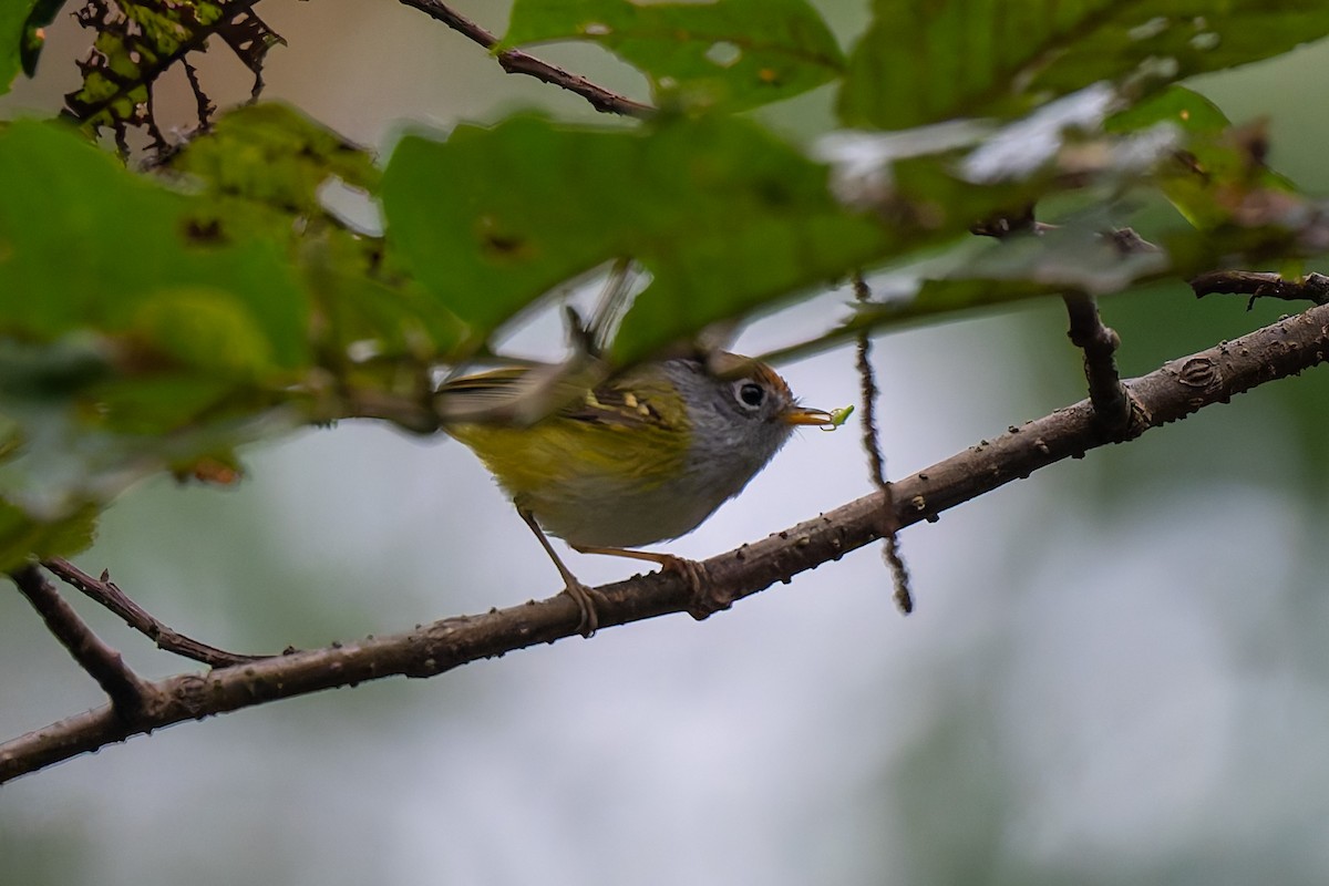 Chestnut-crowned Warbler - ML638620140