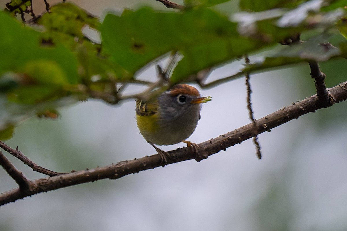 Chestnut-crowned Warbler - ML638620141