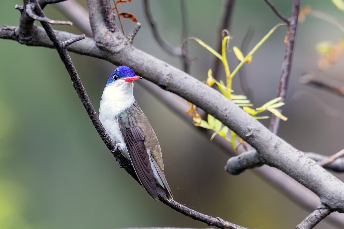 Violet-crowned Hummingbird - ML638620146