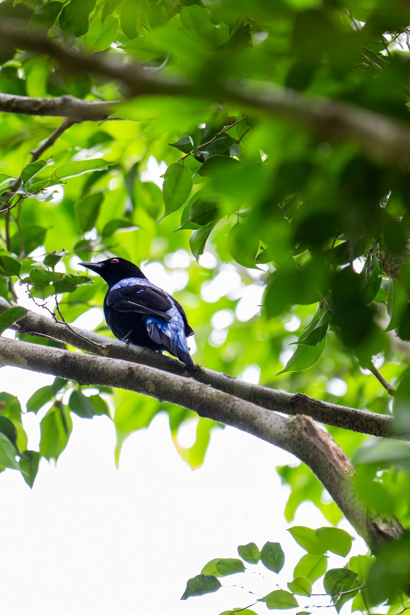 Asian Fairy-bluebird - ML638620147
