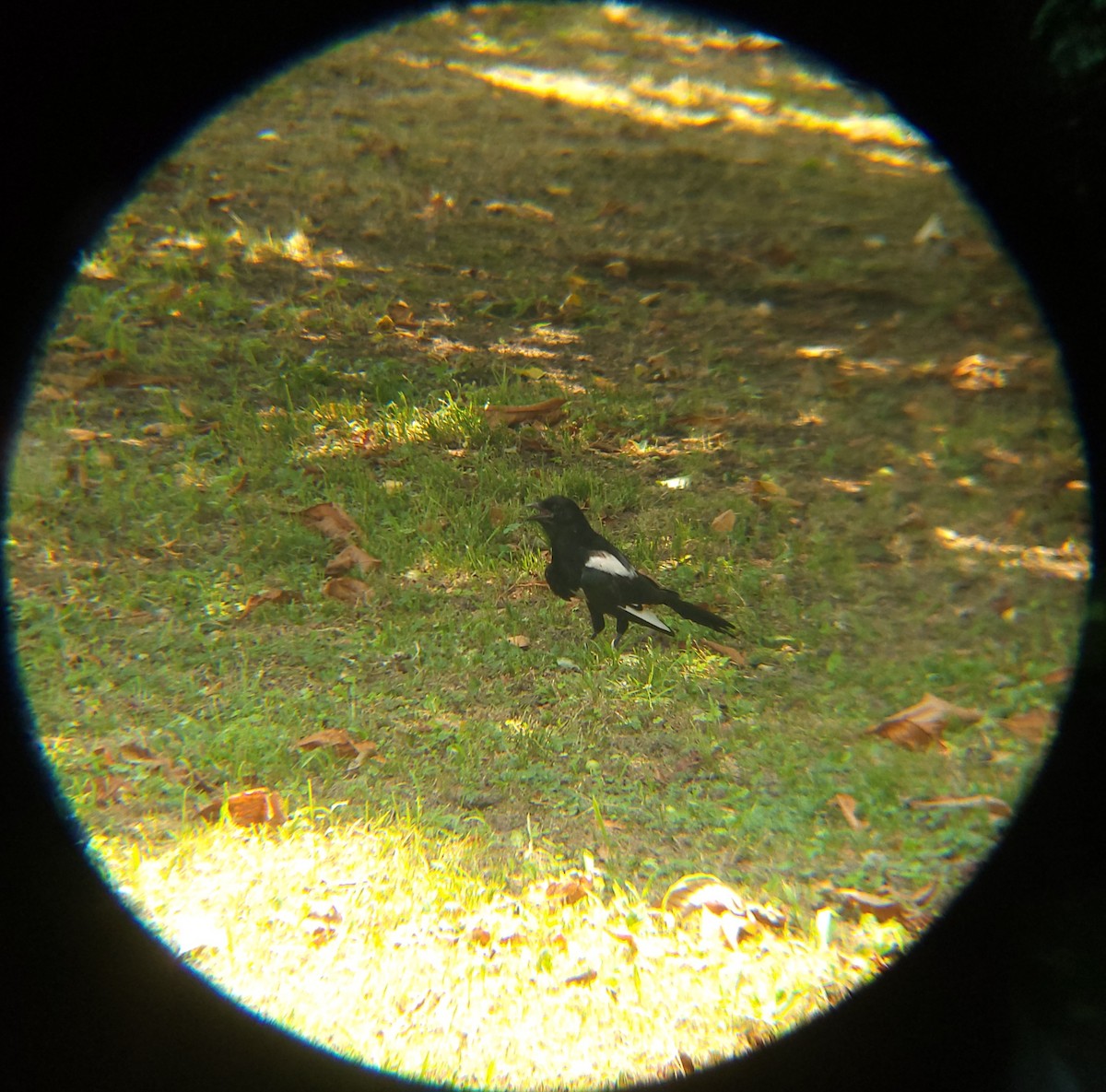 Oriental Magpie - ML638620181