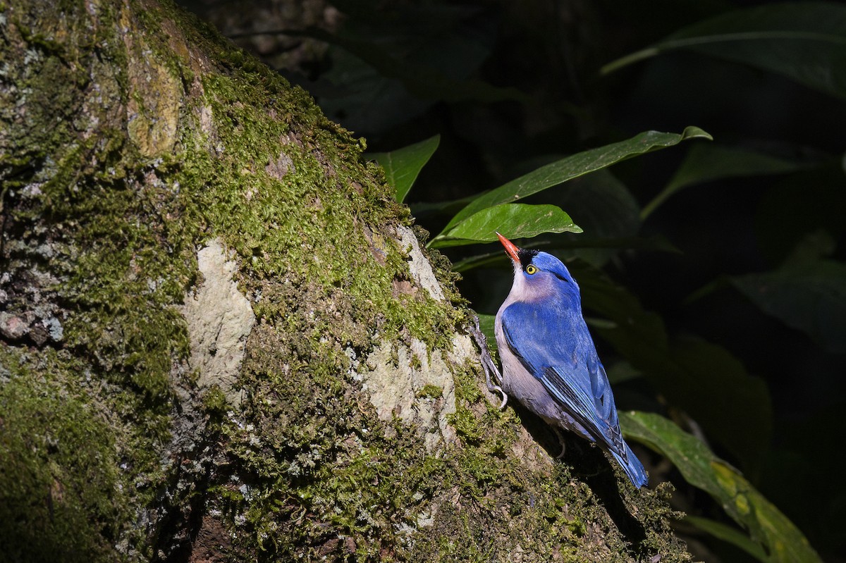 Velvet-fronted Nuthatch - ML638620197