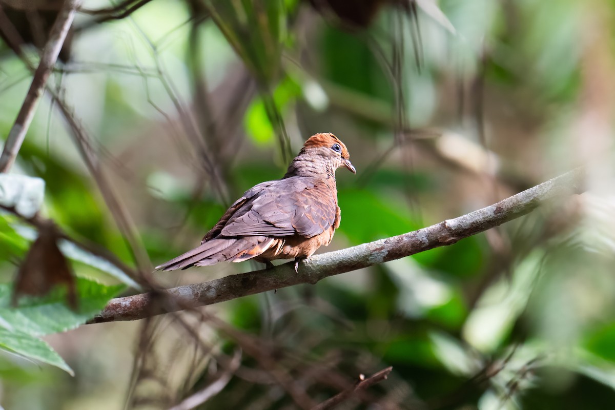 Little Cuckoo-Dove - ML638620207