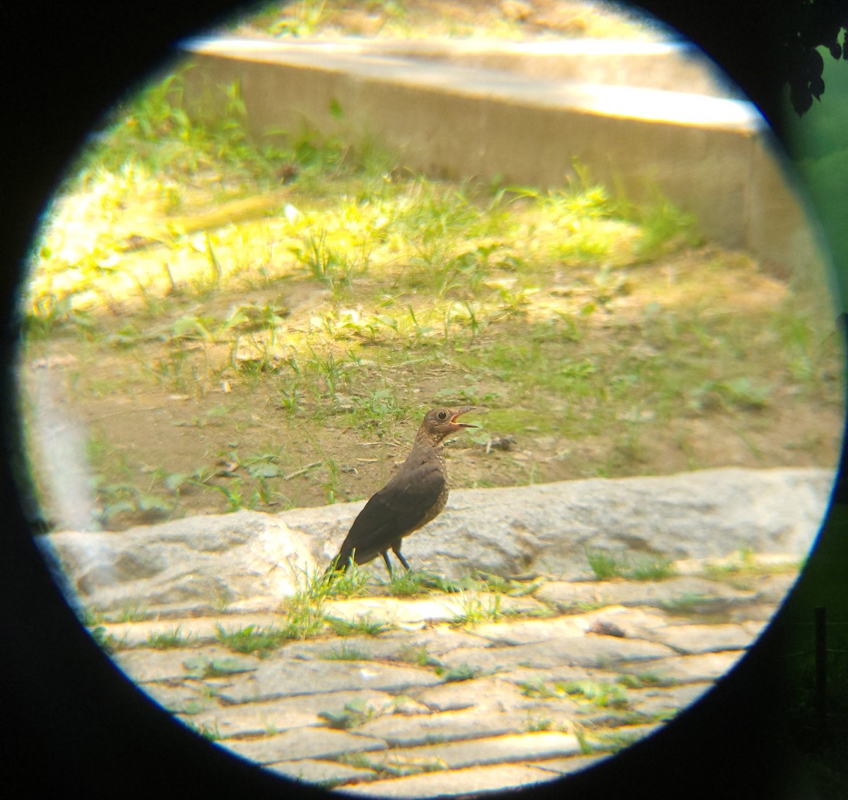 Chinese Blackbird - ML638620208